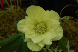 Helleborus�x hybridus `Winter Jewel Golden Lotus'�